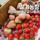 둥이농장 | 서울근교 나들이 아이랑 갈만한곳! 체험비 0원, 딸기농장 더나은딸기