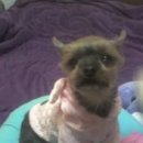 엄지 공주 이미지