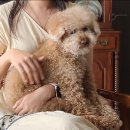 개털깎는집 이미지