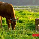 강원한우체험농장 이미지