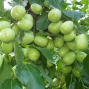 양달농장 이미지