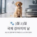 씨유(CU) 강릉블루밍점 | 국제 강아지의 날 3월 23일 유래와 2026년 행사, CU 강아지 커스텀 맥주 정보