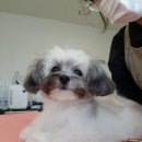 블레스펫 살롱 이미지