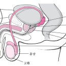전립선 비대증 자가 치료법 이미지