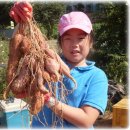 호박 .자주색 .고구마, . [마감 합니다] 이미지