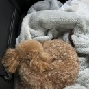 댕글 몽글 이미지