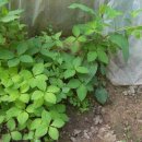 아빠의 정원 이미지