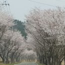 감람농장 이미지