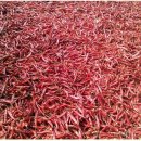 (주)신양화학 | [고추] 고추재배기술 통합검색자료