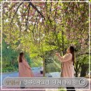 건지공원 | 충주댐벚꽃길 명소 벚꽃사진찍는 방법 충주 1박2일 코스, 활옥동굴,중앙탑사적공원, 건지마을 일몰 후기