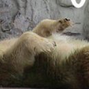 잘래 이미지