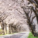 낙동강제방(3) 이미지