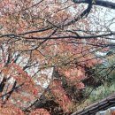 삼월황 네이버블로그