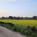 금악가반 이미지