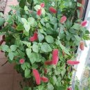 여우꼬리 이미지