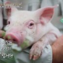 행복한돼지 - 동대문구 외대역동로16길 5 | 행복한돼지