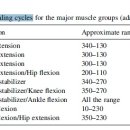 Hip extension 강한 힘(대둔근)과 약한 힘(햄스트링)에 차이 이미지