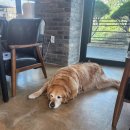 카페라온 | [안동카페] 경북 안동 옥동 카페 뷰 맛집 안동 카페 추천 '라온포레스트커피' 후기