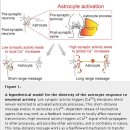 Targeting Astrocyte Signaling for Chronic Pain 이미지