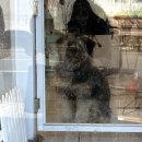 쏭트리밍 이미지