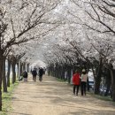 저녁 벚꽃터널 산책 ( 동촌 금호강 아양루 일원 ) 이미지