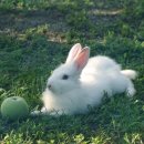 하도데이 이미지