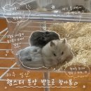 이마트에브리데이 일산2호점 | 햄스터 분양 하는곳: 달빛햄스터리 일산점, 이마트 풍산점 내돈내산 후기 [과연 어디서 분양을 받았을지]