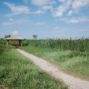 생태습지 이미지