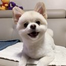 빙고네펫샵 이미지