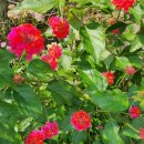 성악발성으로 가곡부르기 이미지