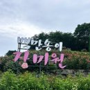 백만정비 | 부천 도당동 백만송이장미원 방문 후기 5월 장미축제 산책 추천
