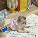 지산초등학교 정문 앞 이미지