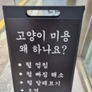 고양이미용실 나른하냥 이미지