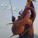 백호피싱