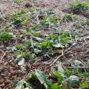 윤일농장 이미지