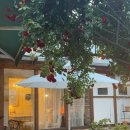 남대천제방길 | 강릉 디저트 카페ㅣ고양이가 있는 아늑한 공간 명주동 봄