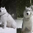 도그파파안 이미지