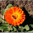 정방폭포 주차장 이미지