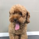 그루밍폼폼 이미지