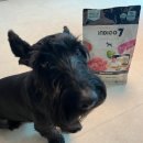 세븐 독 | 강아지 사료 추천, 유산균이 함유된 유기농 사료(인디고 세븐 비 포 독 )