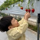서부산업도로 | 전주 근교 딸기체험 추천 정읍 하우스로 딸기체험 + 놀이시설 후기