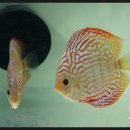 디스커스코리아 이미지