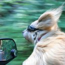 멍멍이네 이미지