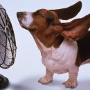 바셋하운드 이미지