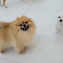 강아지 호텔 이미지