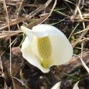 2026GW 5월1(금)~5/일본 이와테 한바퀴 실속 힐링&amp;트레킹 여행[4박/기본싱글/아시아나] 이미지