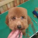 본애견미용실 이미지