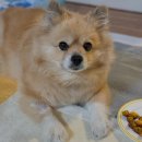 하모니 동물병원 | [뭉치일기] 11살 폼피츠 암컷 강아지 자궁축농증 수술후기 , 비용