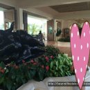 호텔알로하 이미지