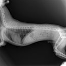 유동물의료센터 이미지